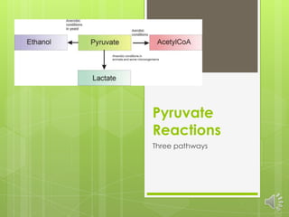 Pyruvate Reactions Three pathways 