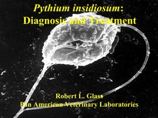Pythium insidiosum:
Diagnosis and Treatment
Robert L. Glass
Pan American Veterinary Laboratories
 