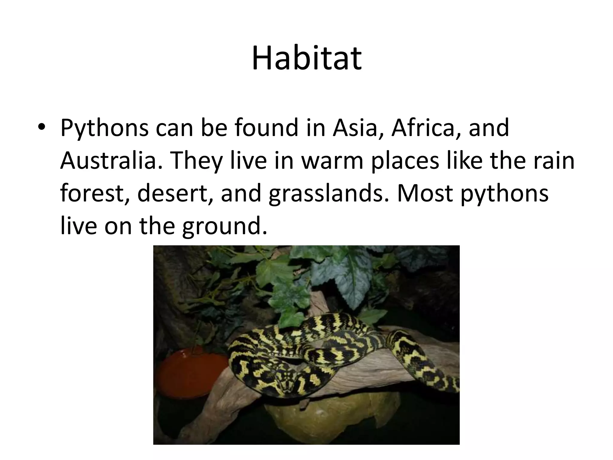 Habitat Pythons can be found in Asia, Africa, and Australia. They live in warm places like the rain forest, desert, and grasslands. Most pythons live on the ground.   