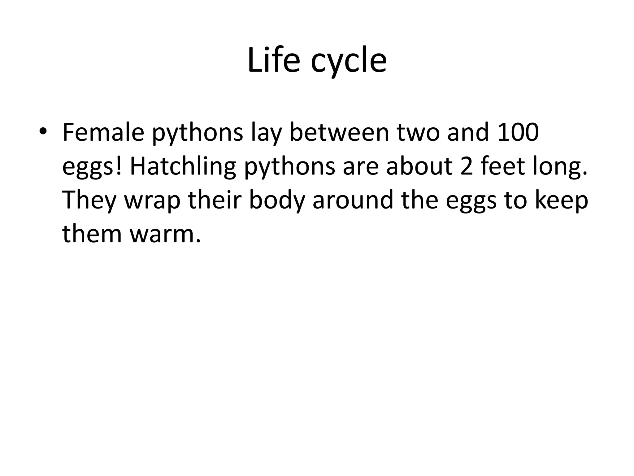 Life cycleFemale pythons lay between two and 100 eggs! Hatchling pythons are about 2 feet long. They wrap their body around the eggs to keep them warm.