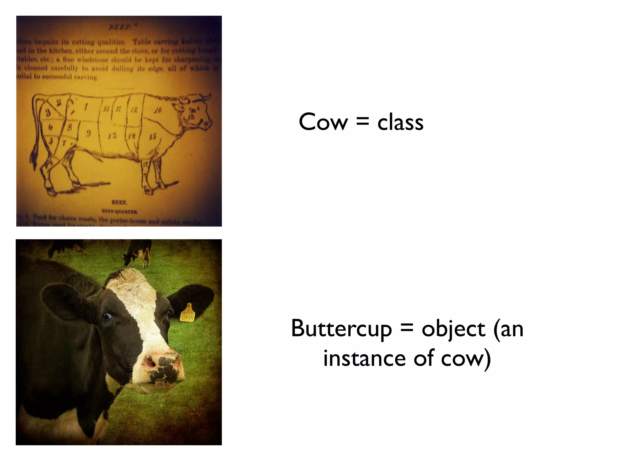 Cow = class Buttercup = object (an instance of cow) 