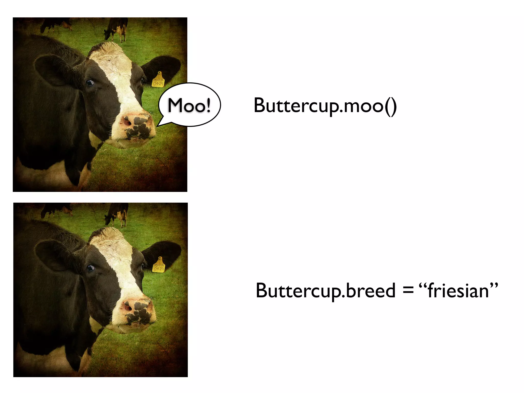 Moo! Buttercup.moo() Buttercup.breed = “friesian” 