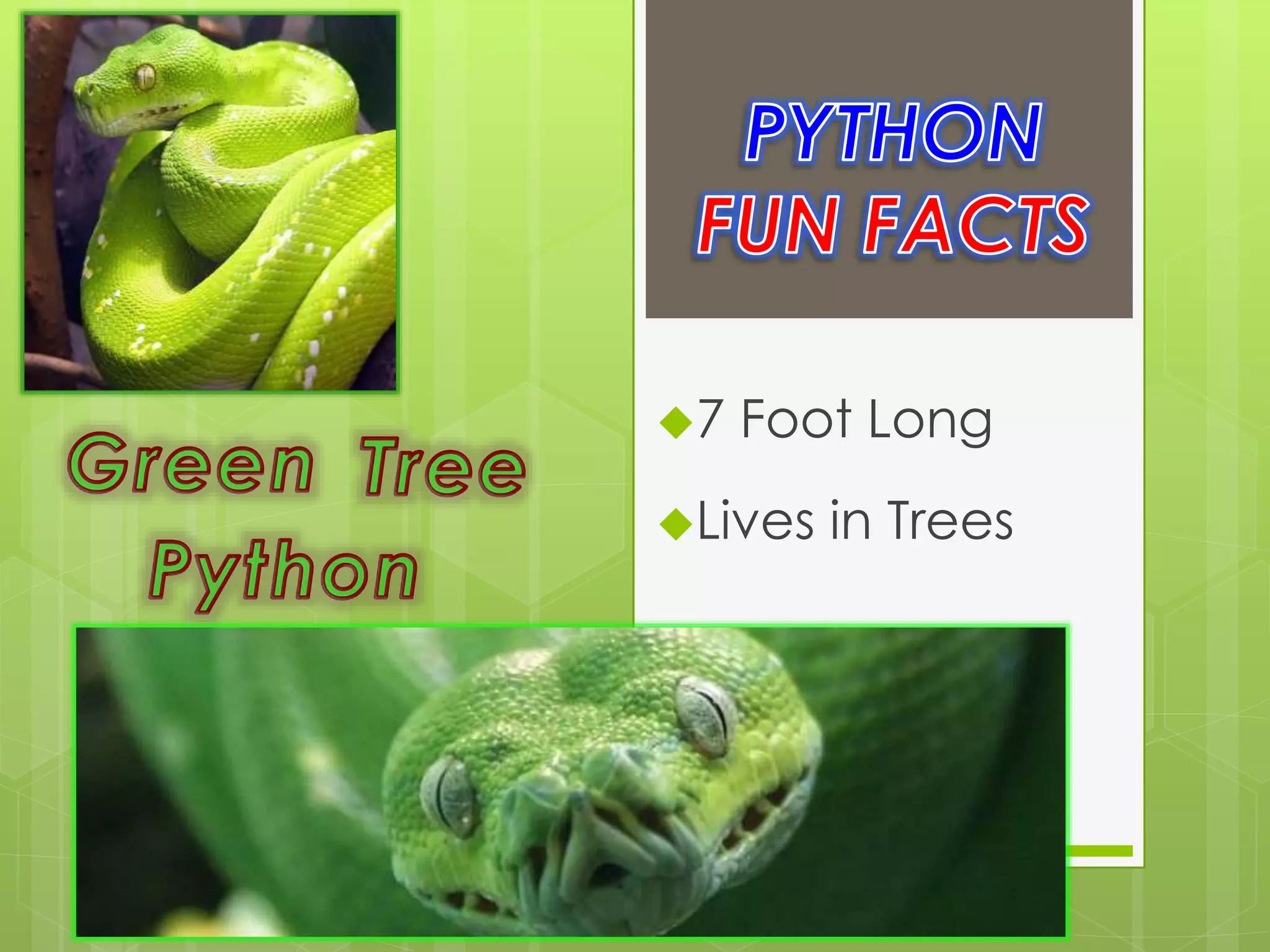 7 Foot Long
Lives in Trees