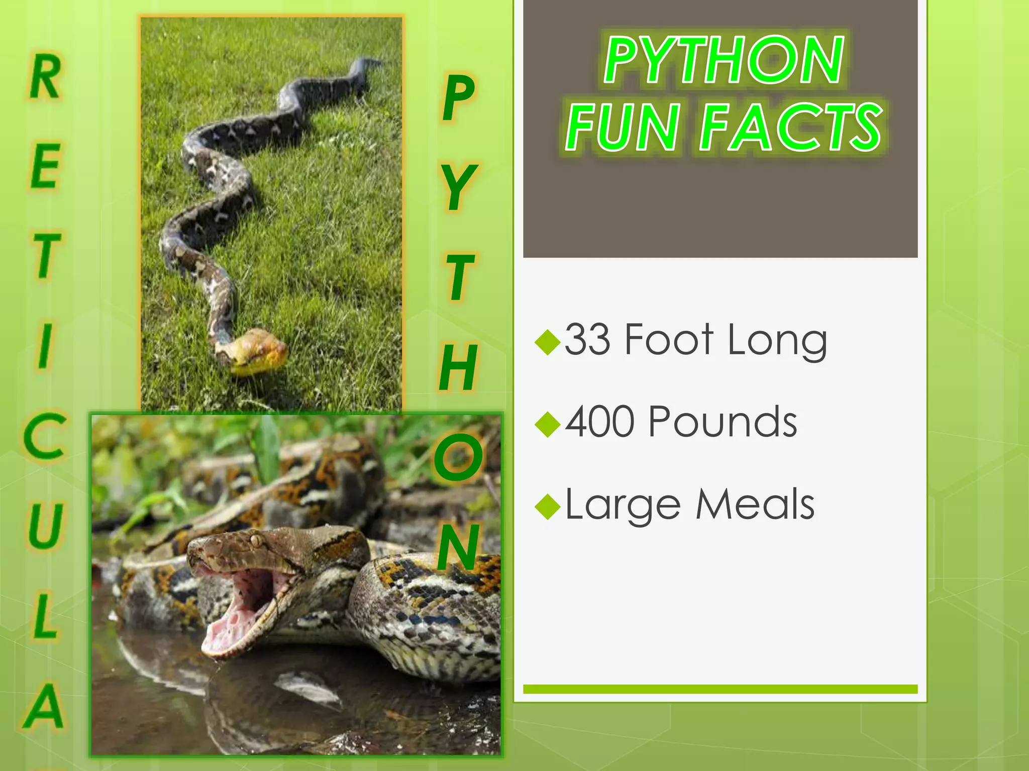 33 Foot Long
400 Pounds
Large Meals
P
Y
T
H
O
N