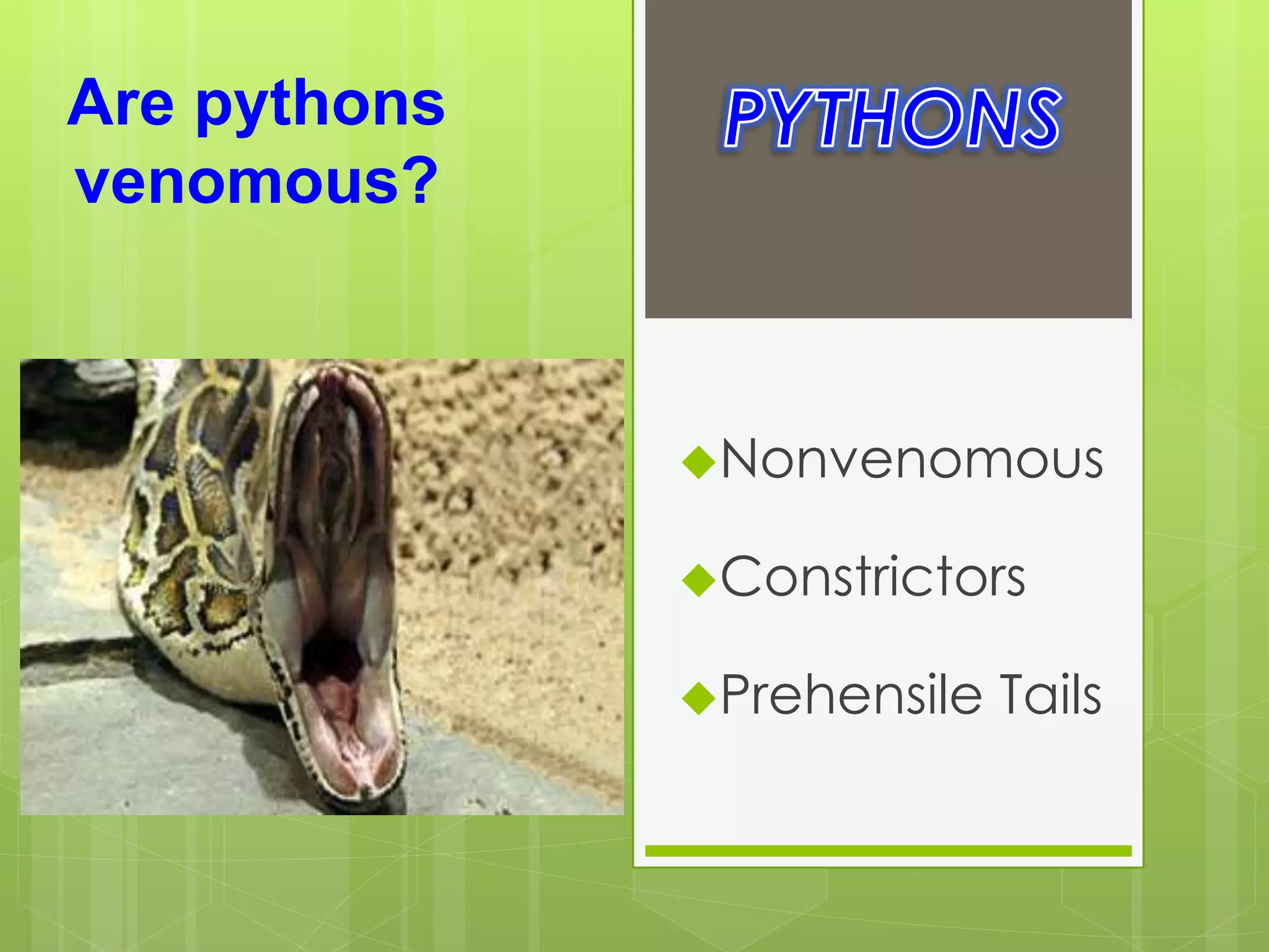 Nonvenomous
Constrictors
Prehensile Tails
Are pythons
venomous?
