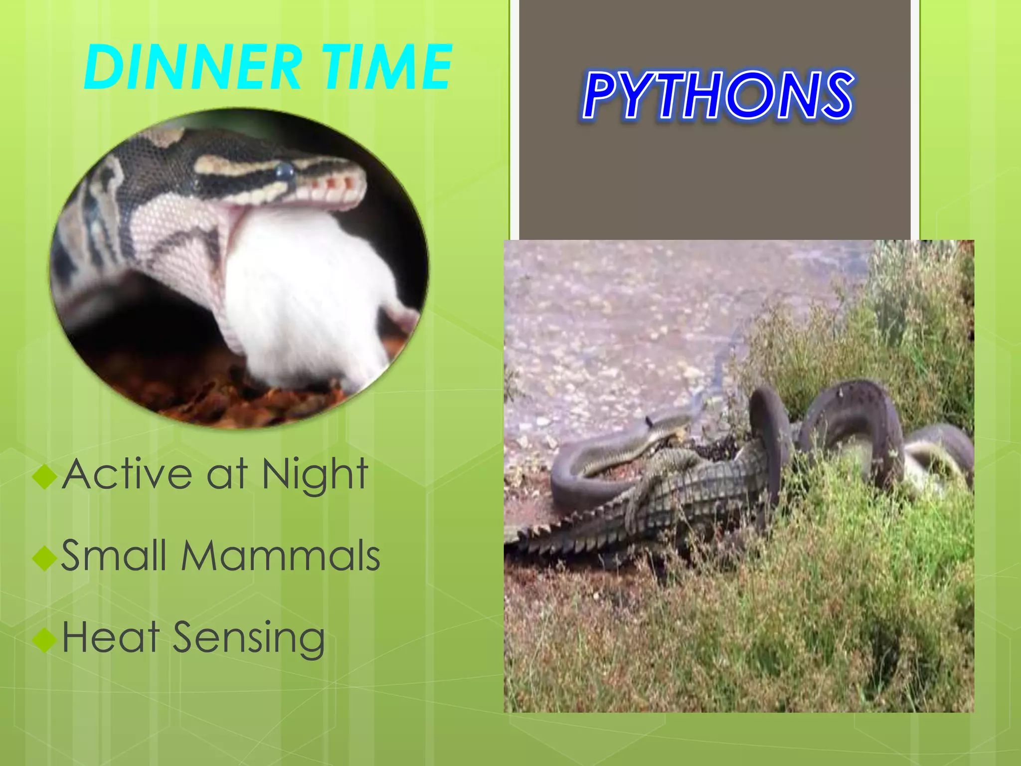 DINNER TIME
Active at Night
Small Mammals
Heat Sensing