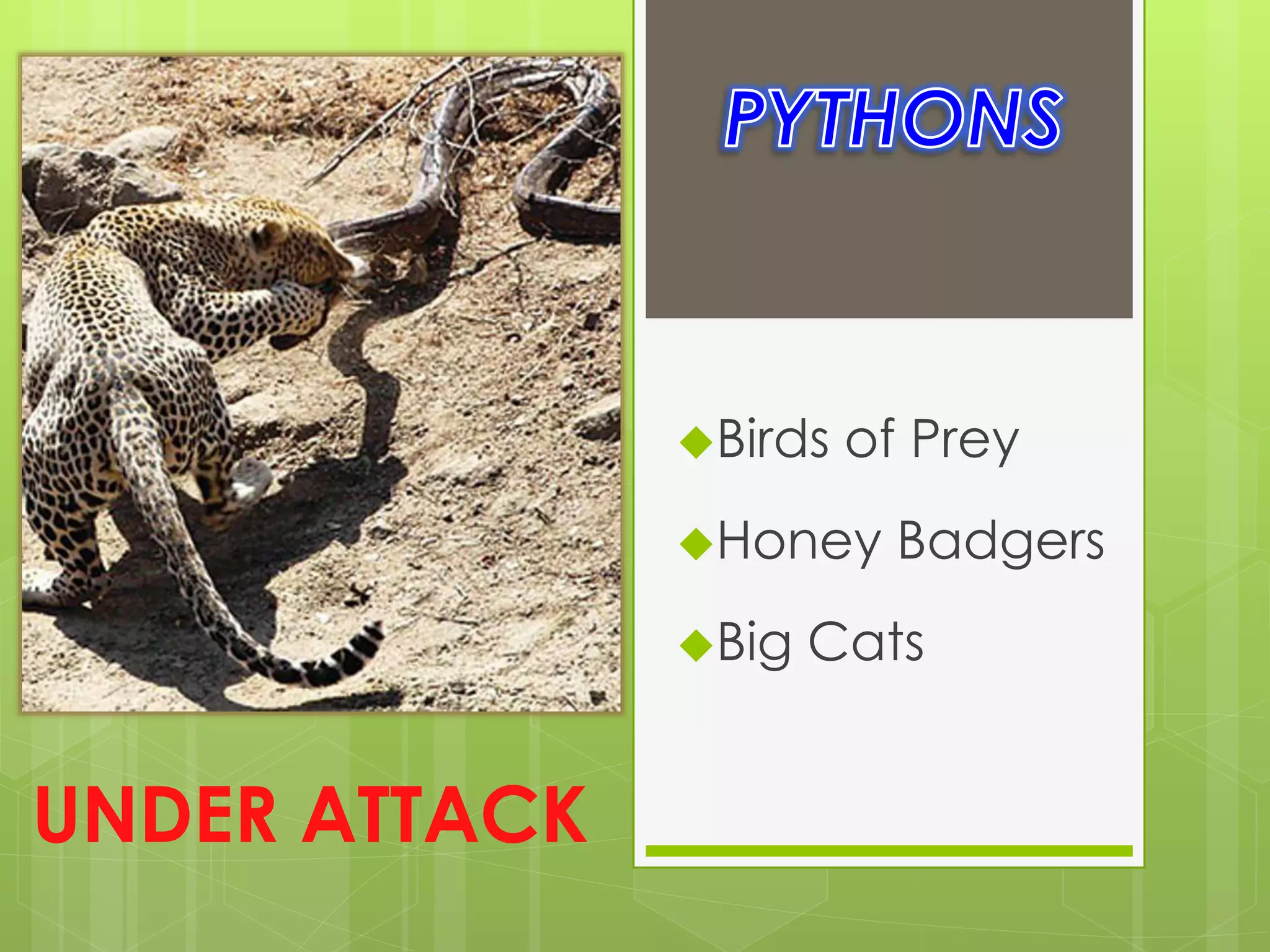 Birds of Prey
Honey Badgers
Big Cats
UNDER ATTACK