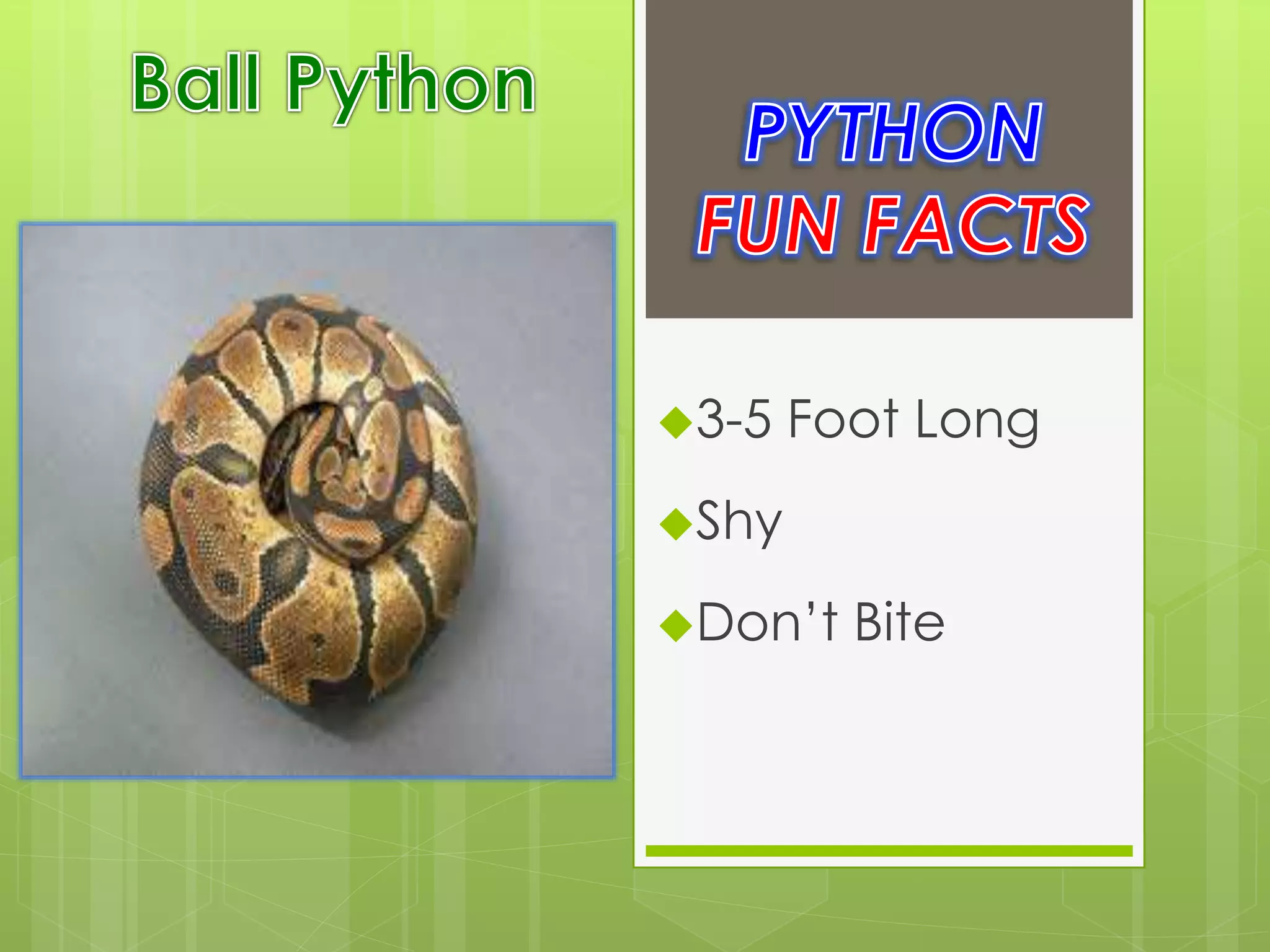 3-5 Foot Long
Shy
Don’t Bite