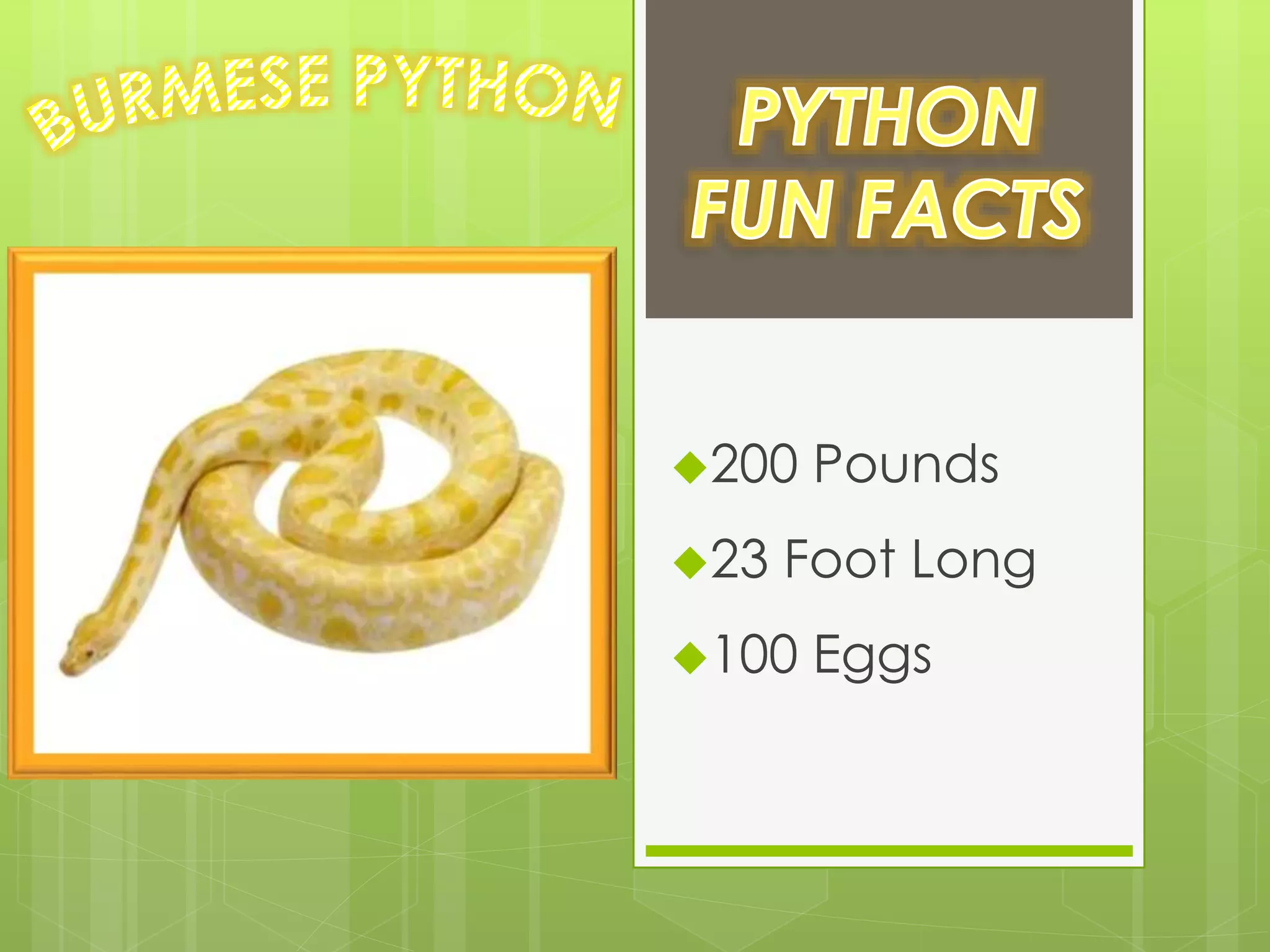 200 Pounds
23 Foot Long
100 Eggs