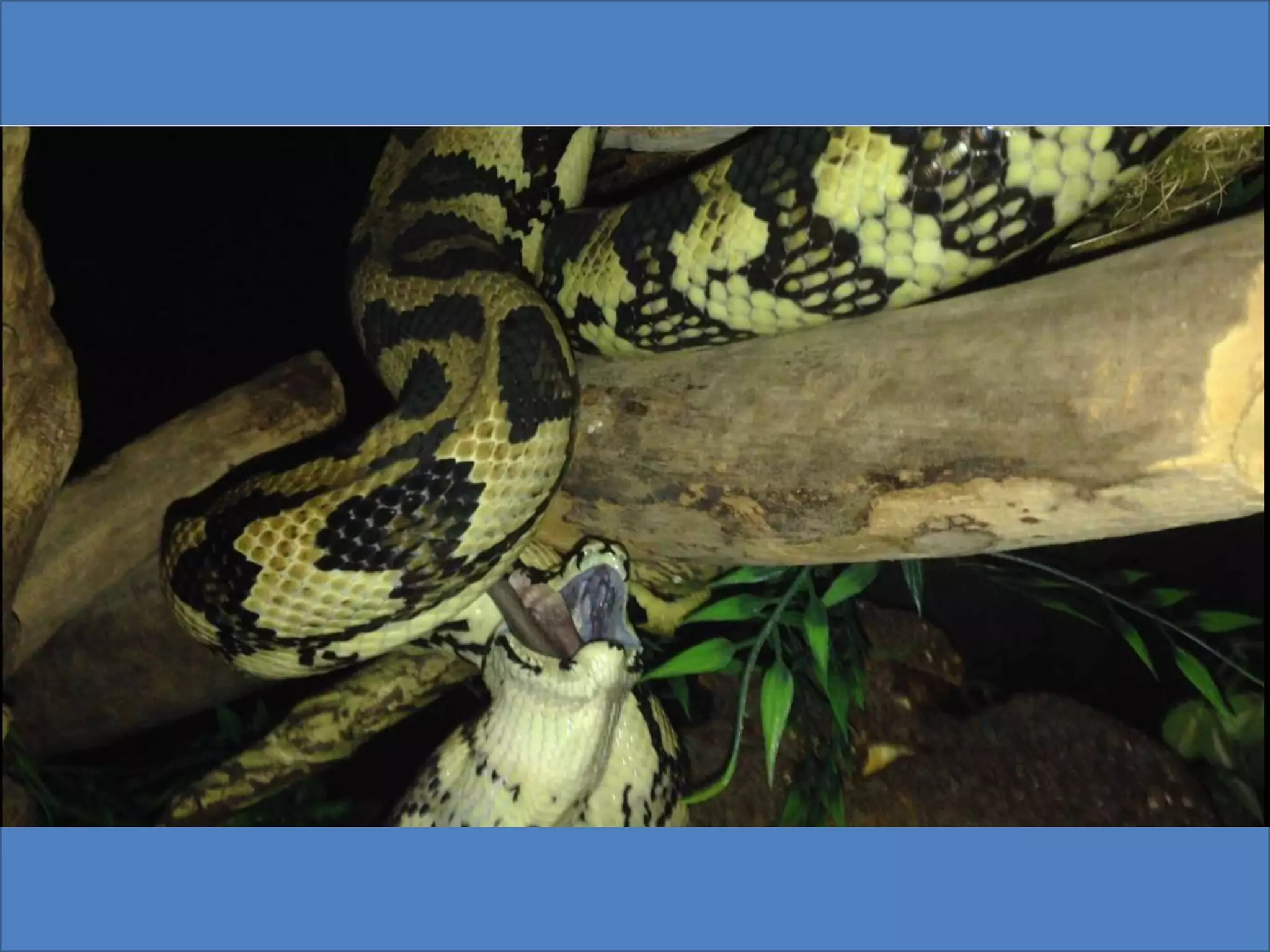 Pythons eating | PPTX