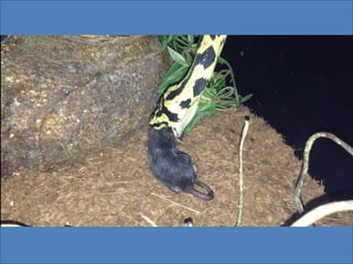 Pythons eating