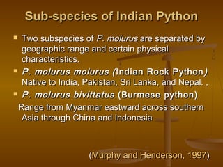 Python umer gorci final | PPT