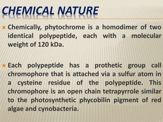 CHEMICAL NATURE
 Chemically, phytochrome is a homodimer of two
identical polypeptide, each with a molecular
weight of 120 kDa.
 Each polypeptide has a prothetic group call
chromophore that is attached via a sulfur atom in
a cysteine residue of the polypeptide. This
chromophore is an open chain tetrapyrrole similar
to the photosynthetic phycobilin pigment of red
algae and cynobacteria.
 
