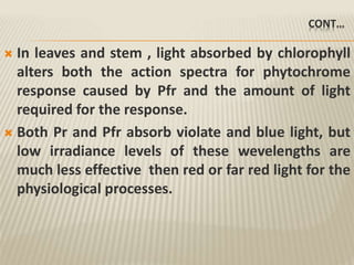 CONT…
 In leaves and stem , light absorbed by chlorophyll
alters both the action spectra for phytochrome
response caused by Pfr and the amount of light
required for the response.
 Both Pr and Pfr absorb violate and blue light, but
low irradiance levels of these wevelengths are
much less effective then red or far red light for the
physiological processes.
 