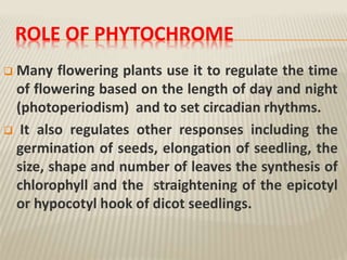 ROLE OF PHYTOCHROME
 Many flowering plants use it to regulate the time
of flowering based on the length of day and night
(photoperiodism) and to set circadian rhythms.
 It also regulates other responses including the
germination of seeds, elongation of seedling, the
size, shape and number of leaves the synthesis of
chlorophyll and the straightening of the epicotyl
or hypocotyl hook of dicot seedlings.
 