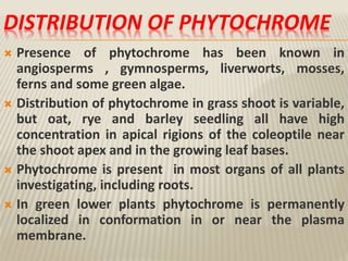 DISTRIBUTION OF PHYTOCHROME
 Presence of phytochrome has been known in
angiosperms , gymnosperms, liverworts, mosses,
ferns and some green algae.
 Distribution of phytochrome in grass shoot is variable,
but oat, rye and barley seedling all have high
concentration in apical rigions of the coleoptile near
the shoot apex and in the growing leaf bases.
 Phytochrome is present in most organs of all plants
investigating, including roots.
 In green lower plants phytochrome is permanently
localized in conformation in or near the plasma
membrane.
 