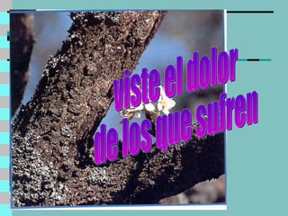 viste el dolor de los que sufren 
