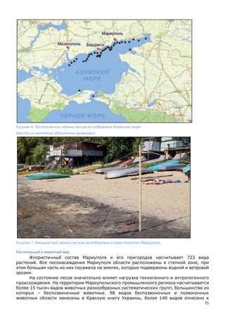 71
Рисунок 6. Расположение чёрных песков на побережье Азовского моря
(места их скоплений обозначены кружками).
Рисунок 7. Внешний вид чёрных песков на побережье в окрестностях Мариуполя
Растительный и животный мир
Флористичный состав Мариуполя и его пригородов насчитывает 723 вида
растений. Все лесонасаждения Мариуполя области расположены в степной зоне, при
этом большая часть из них посажена на землях, которые подвержены водной и ветровой
эрозии.
На состояние лесов значительно влияет нагрузка техногенного и антропогенного
происхождения. На территории Мариупольского промышленного региона насчитывается
более 15 тысяч видов животных разнообразных систематических групп, большинство из
которых – беспозвоночные животные. 98 видов беспозвоночных и позвоночных
животных области занесены в Красную книгу Украины, более 140 видов отнесено к
 