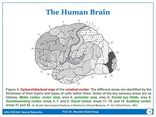 ASU-CSC445: Neural Networks Prof. Dr. Mostafa Gadal-Haqq
The Human Brain
Figure 4. Cytoarchitectural map of the cerebral cortex. The different areas are identified by the
thickness of their layers and types of cells within them. Some of the key sensory areas are as
follows: Motor cortex: motor strip, area 4; premotor area, area 6; frontal eye fields, area 8.
Somatosensory cortex: areas 3, 1, and 2. Visual cortex: areas 17, 18, and 19. Auditory cortex:
areas 41 and 42. (A. Brodal, Neurological Anatomy in Relation to Clinical Medicine, 3rd Ed. Oxford Press. 1981)
15
 
