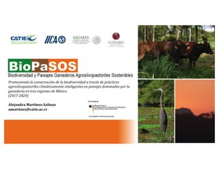 Alejandra Martínez-Salinas, CATIE, Proyecto: Biodiversidad y Paisajes Ganaderos Agrosilvopastoriles Sostenibles - BioPaSOS