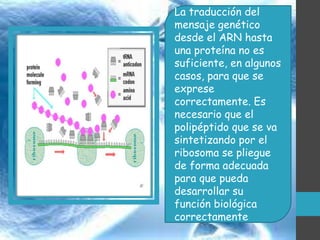 La traducción del
mensaje genético
desde el ARN hasta
una proteína no es
suficiente, en algunos
casos, para que se
exprese
correctamente. Es
necesario que el
polipéptido que se va
sintetizando por el
ribosoma se pliegue
de forma adecuada
para que pueda
desarrollar su
función biológica
correctamente

 
