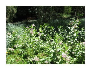 Q asclepias-speciosa