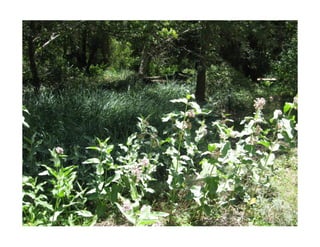 Q asclepias-speciosa