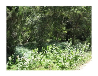 Q asclepias-speciosa