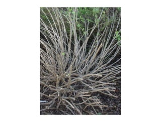 Q brickellia californica