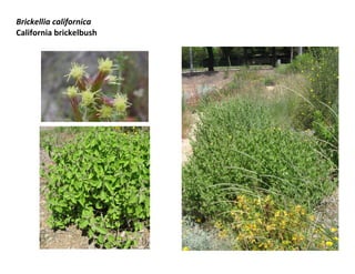 Brickellia californica
California brickelbush
 