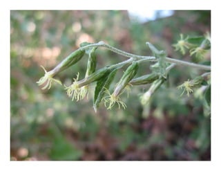 Q brickellia californica
