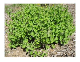 Q brickellia californica