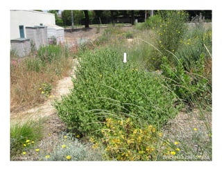 Q brickellia californica