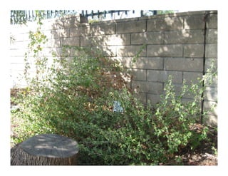 Q brickellia californica