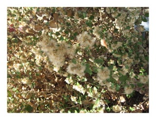 Q brickellia californica