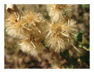 Q brickellia californica