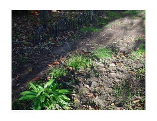 Q carex-praegracilis