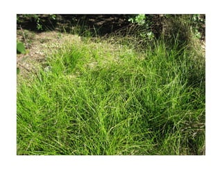 Q carex-praegracilis