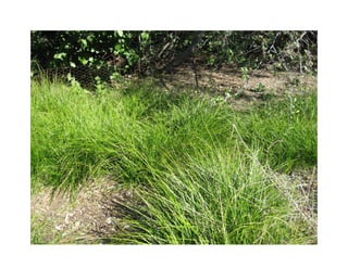 Q carex-praegracilis