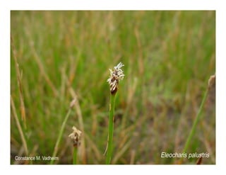 Q eleocharis macrostachya