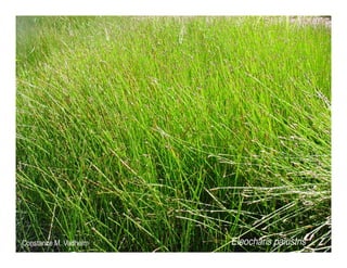 Q eleocharis macrostachya