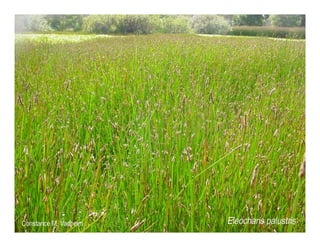 Q eleocharis macrostachya