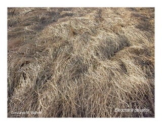 Q eleocharis macrostachya