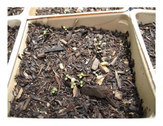 Q eriogonum parvifolium