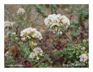 Q eriogonum parvifolium