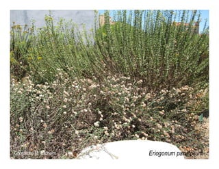 Q eriogonum parvifolium