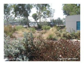 Q eriogonum parvifolium