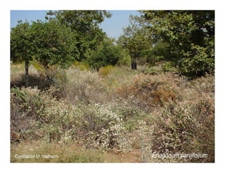 Q eriogonum parvifolium