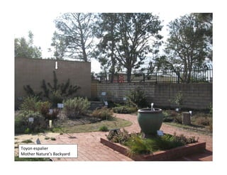 Toyon espalier 
Mother Nature’s Backyard 