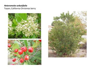 Heteromeles arbutifolia 
Toyon; California Christmas berry 
 